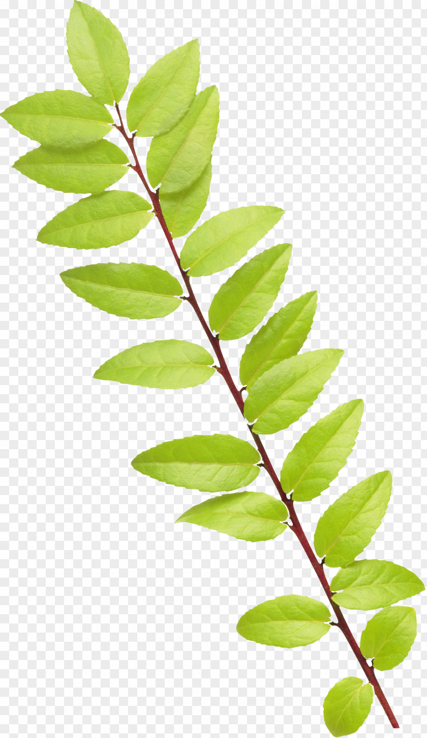 Plant Leaf Raster Graphics Flower Clip Art PNG