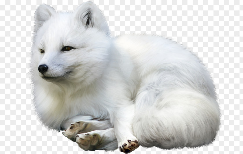 Arctic Fox Gray Wolf Idea Champagne PNG