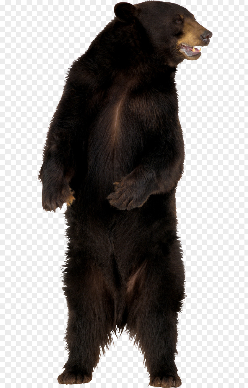 Bear American Black Polar PNG