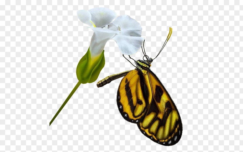 Insect Monarch Butterfly Moth Clip Art PNG