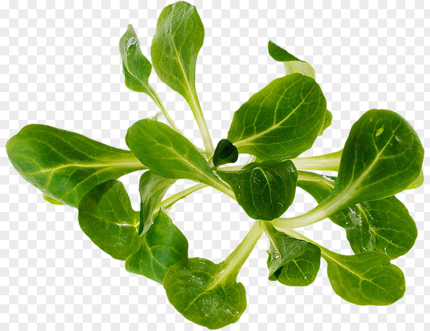 Leaf Basil Spring Greens Spinach Vegetable PNG
