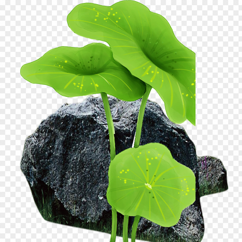 Rock Lotus Leaf Flowerpot Annual Plant PNG
