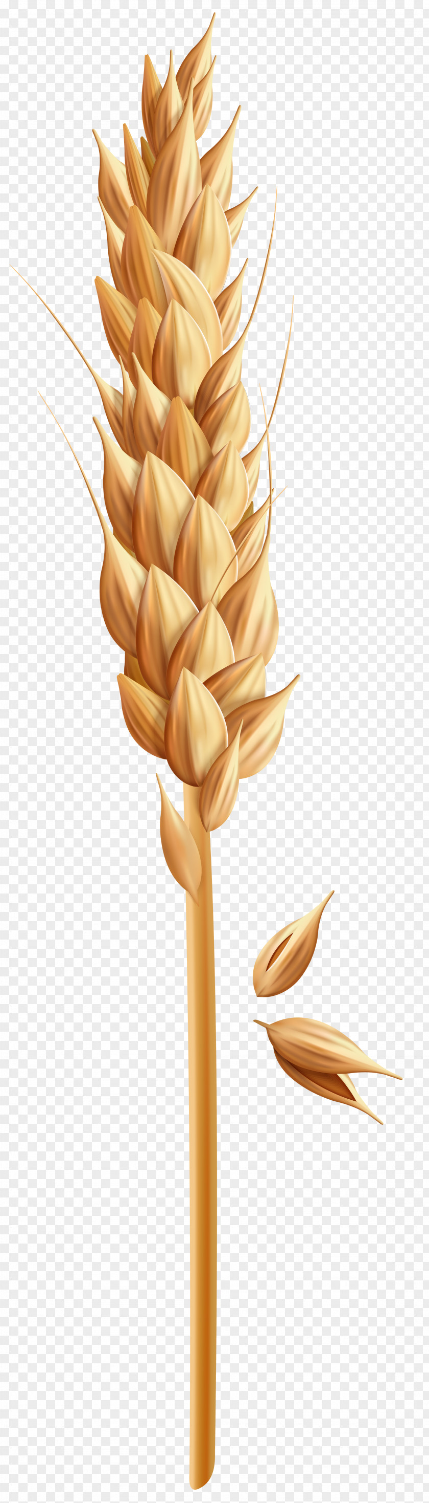 Wheat Clip Art Cereal Image PNG