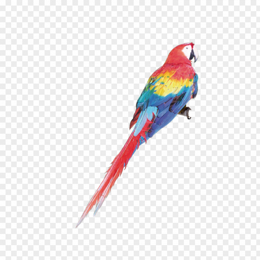 Color Parrot Budgerigar Macaw Parakeet PNG