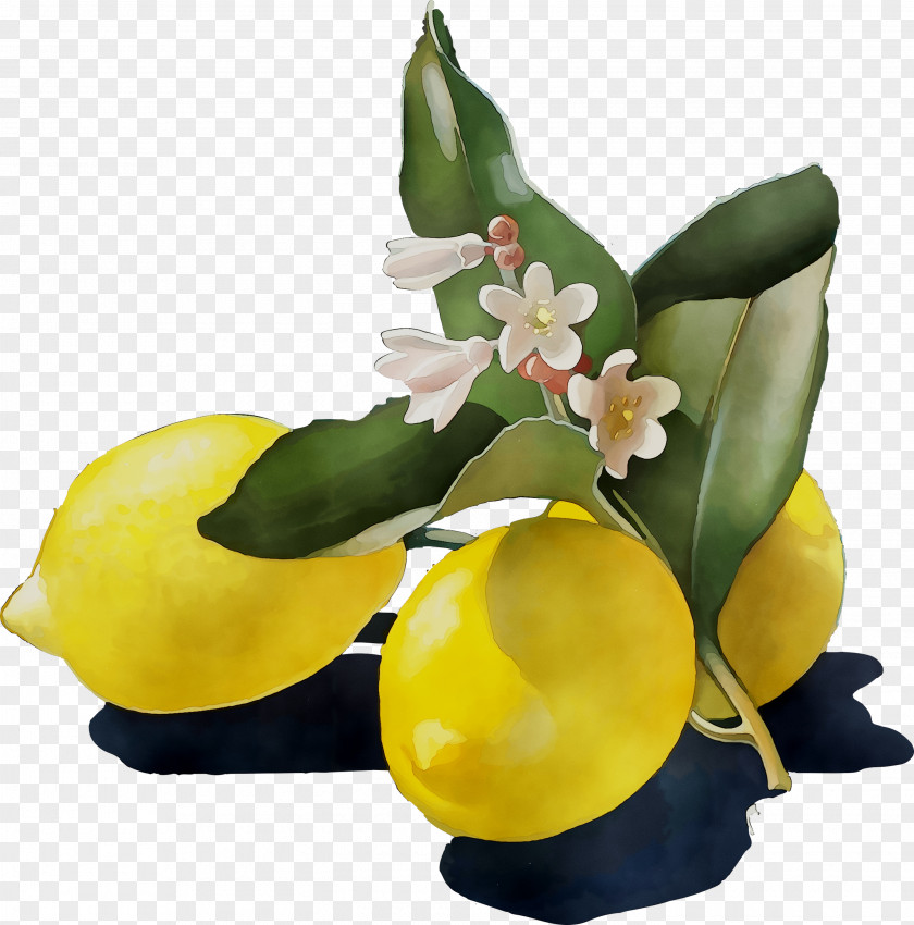 Lemon Yellow Cut Flowers Citrus PNG