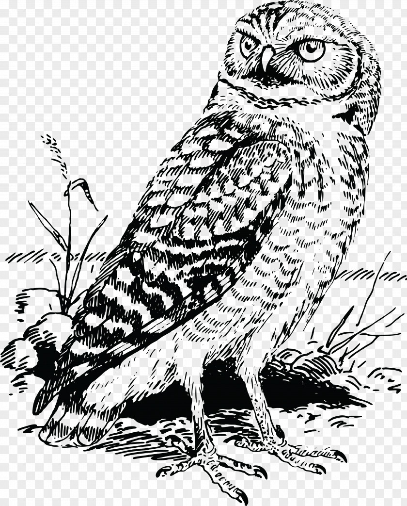 Owl Tawny Bald Eagle Great Horned Clip Art PNG