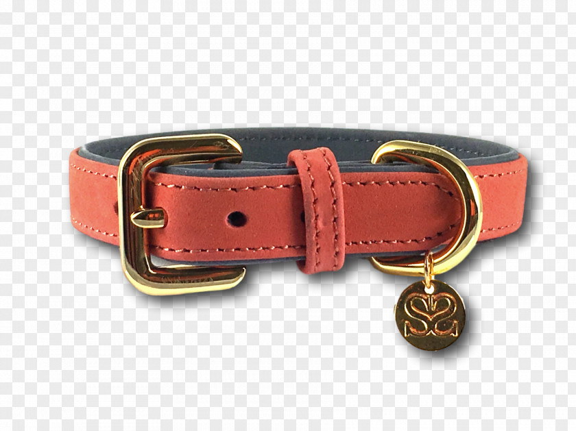Puppy Dog Collar Red Chihuahua PNG