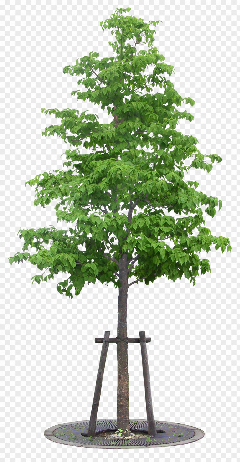 Tree Vetri Maalai Matrimony Matrimony.com Plant PNG