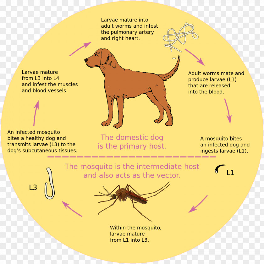 Dog Heartworm Mosquito Biological Life Cycle PNG