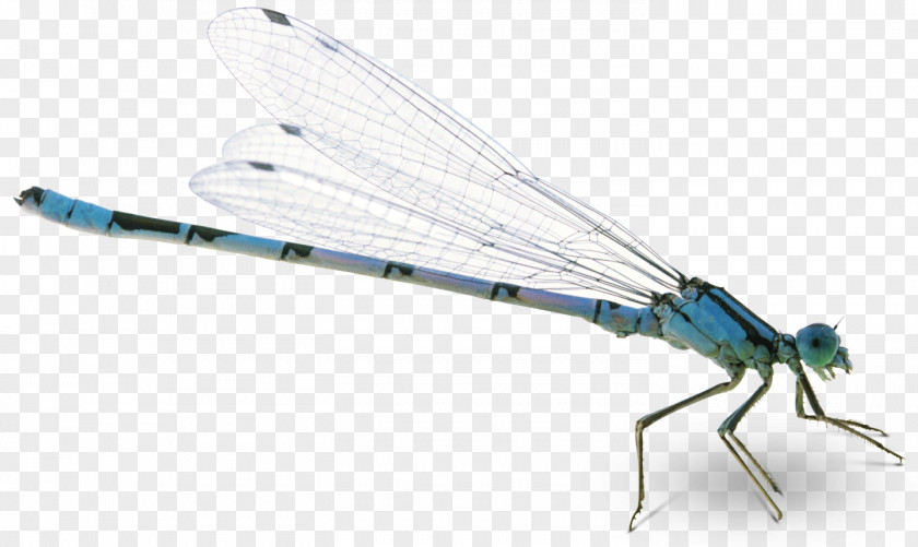 Dragonfly What Is An Insect? Flight Butterfly Bee PNG