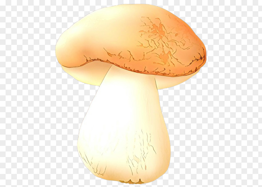 Edible Mushroom Lamp Agaricus Agaricaceae Agaricomycetes Champignon PNG