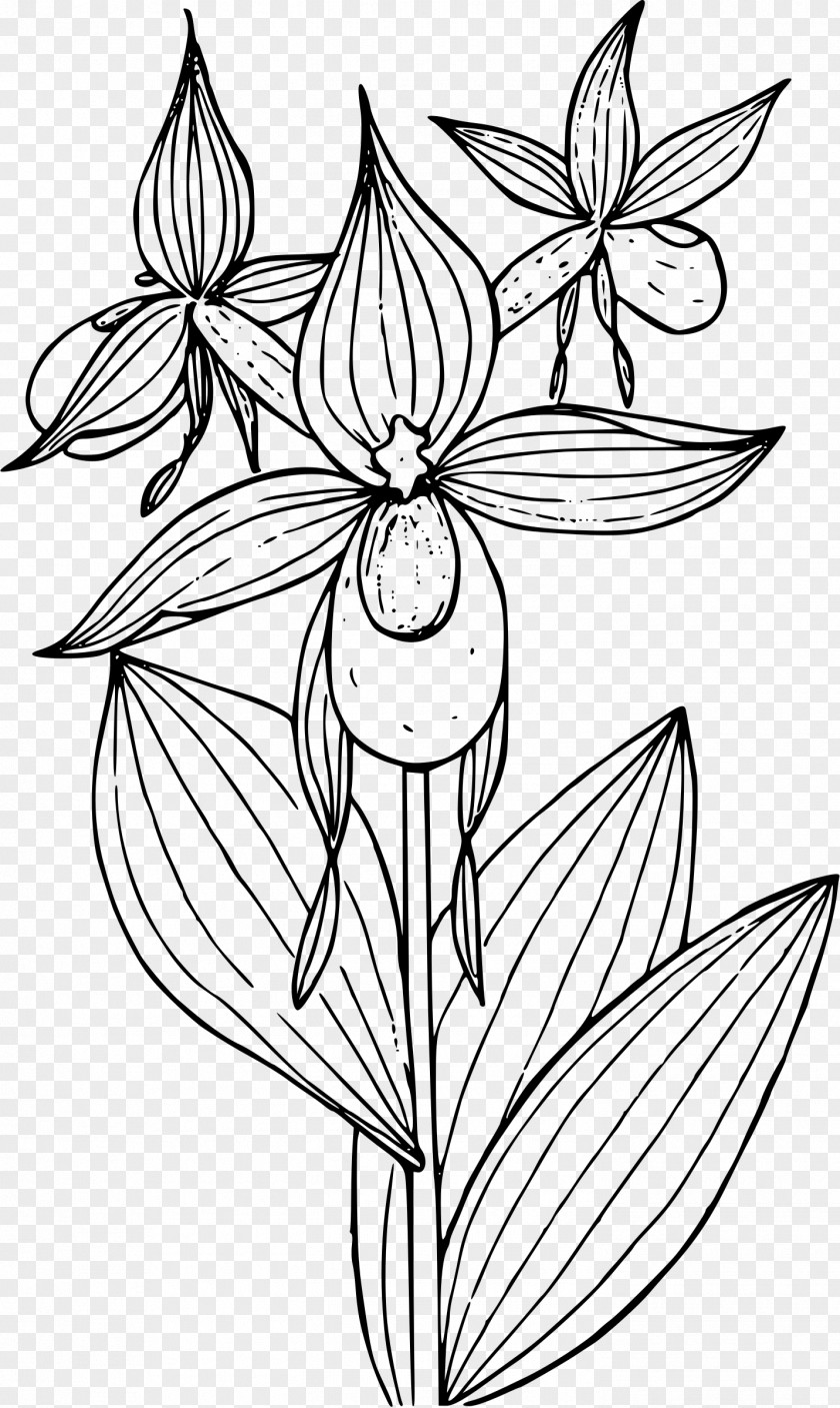 Flower Sketch Lady's Slipper Orchids Cypripedium Reginae Montanum Clip Art PNG