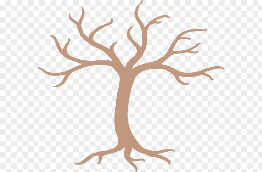 Root Trunk Tree Branch Plant Woody Leaf PNG