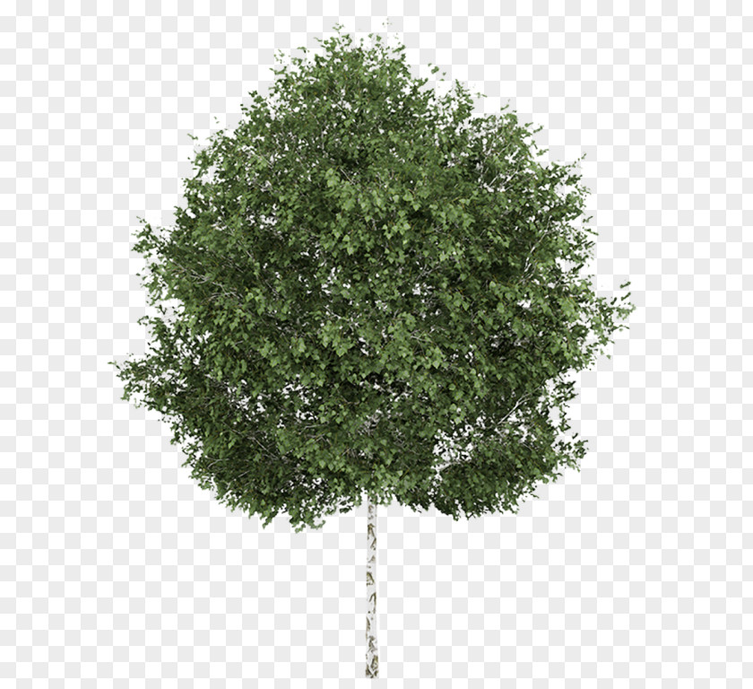 Tree Silver Birch Quaking Aspen Deciduous PNG