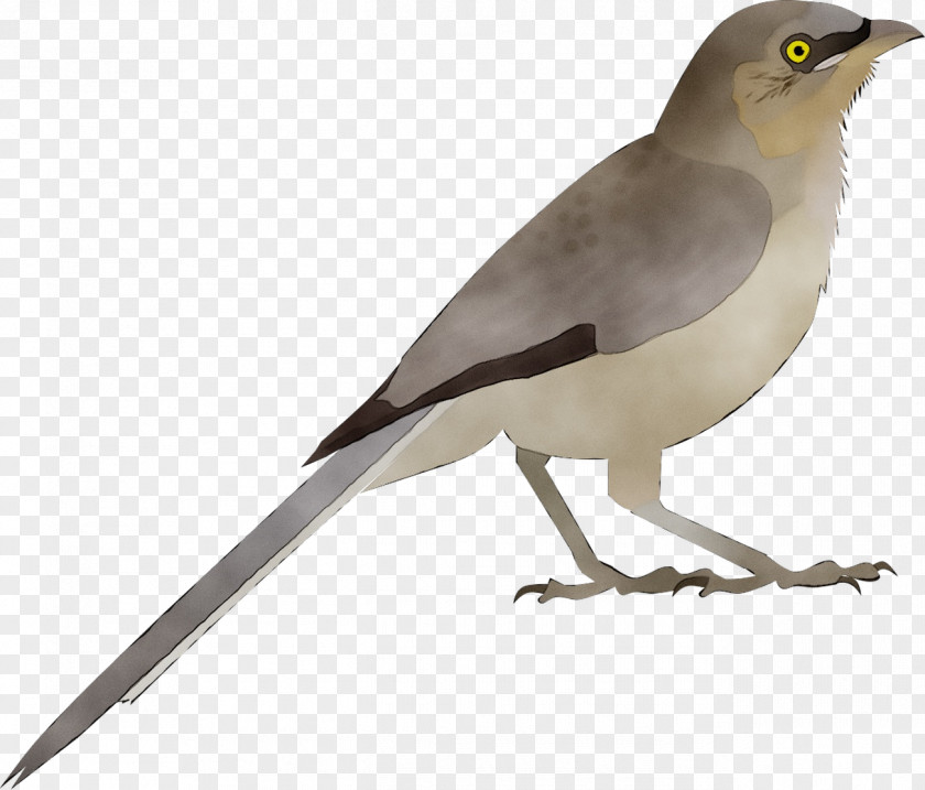 Bird Eastern Phoebe Black Passerine Say's PNG