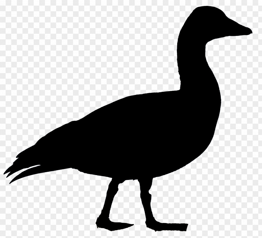 Goose Duck Bird Waterfowl Anatidae PNG