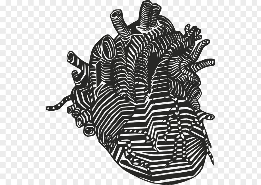 Human Heart Drawing Anatomy Clip Art PNG