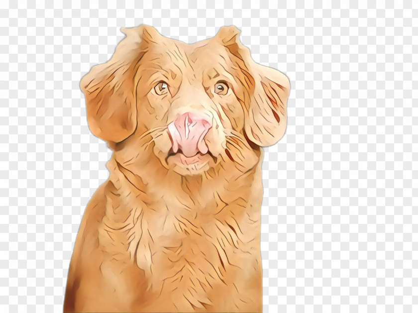 Liver Golden Retriever Dog Nova Scotia Duck Tolling Sporting Group PNG