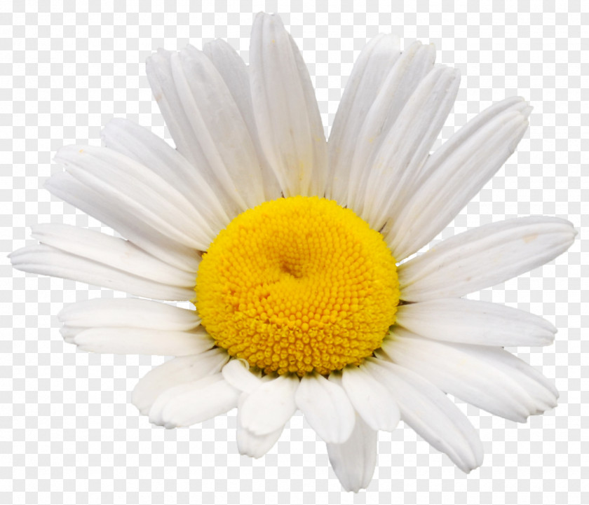 Papatya Fleabane Cut Flowers Chamomile Chrysanthemum Tea PNG