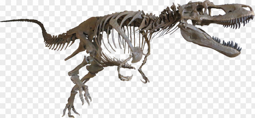 Skeleton Tyrannosaurus Daspletosaurus Late Cretaceous Albertosaurus Dinosaur PNG