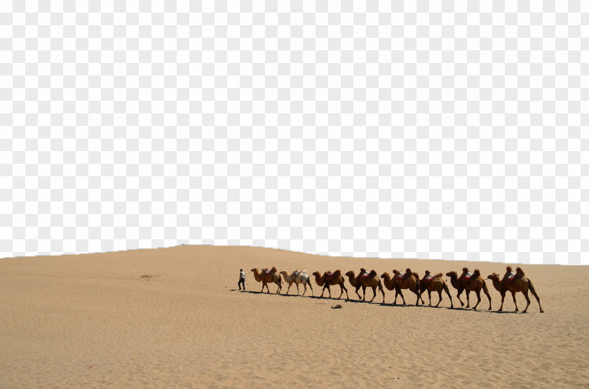 Desert Camels Camel Sand Ecoregion Erg Font PNG