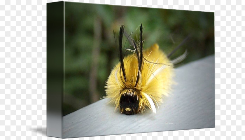 Fuzzy Caterpillar Honey Bee Bumblebee Pollen PNG