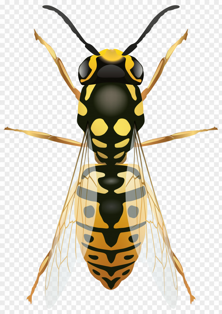 Insect Bee Wasp Clip Art PNG