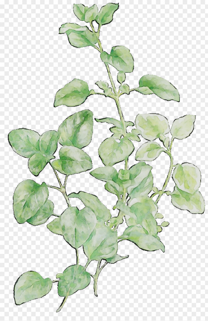 Leaf Plant Stem Herb Plants PNG