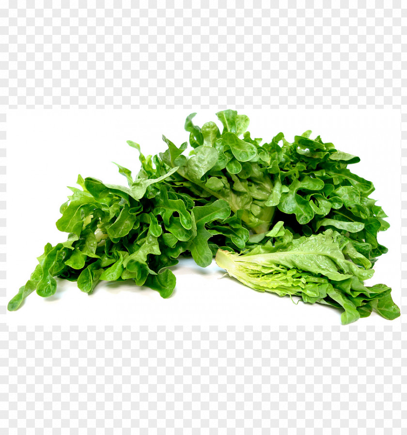 Vegetable Romaine Lettuce Spinach Leaf Butterhead PNG