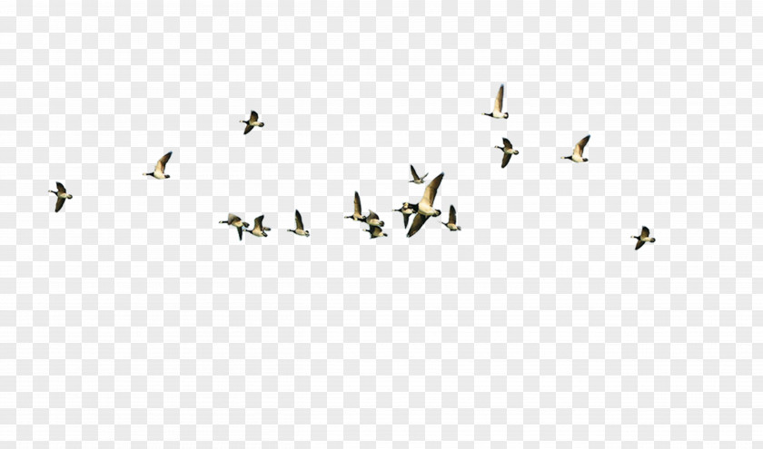 Flying Geese Bird Flight PNG