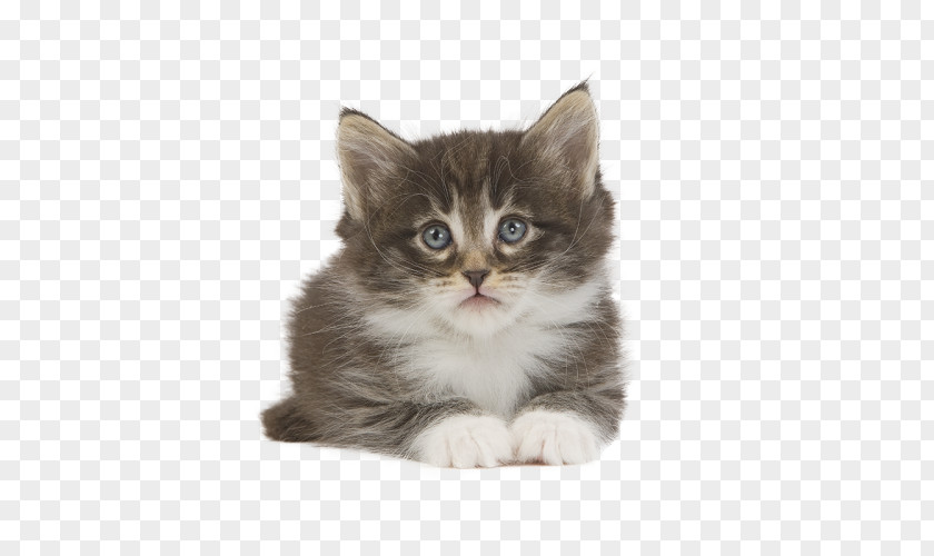 Kitten Norwegian Forest Cat Siberian American Wirehair Ragamuffin PNG