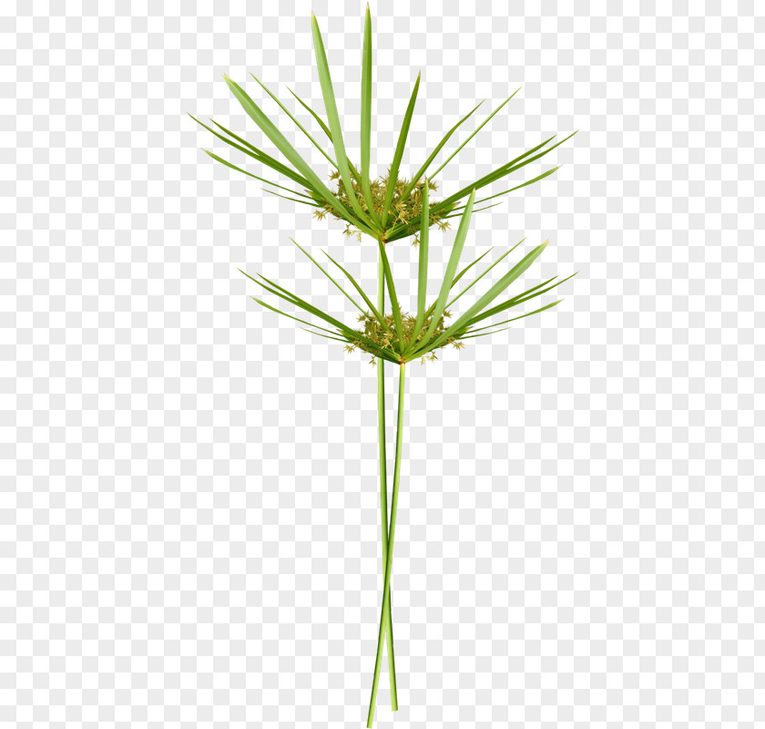 Oliva Photography Arecaceae TinyPic Plant PNG