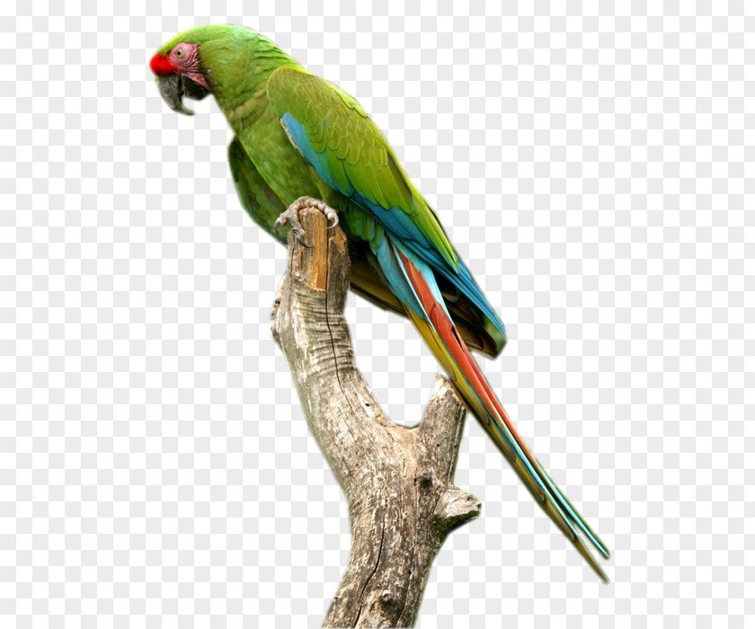 Perroquet Budgerigar Macaw Parakeet Parrot Image PNG