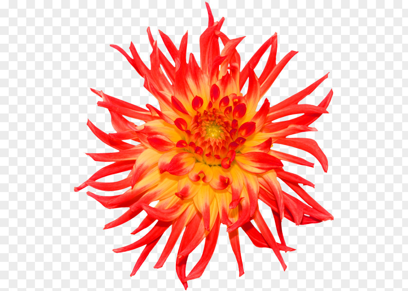 Red Chrysanthemum Decoration Pattern Stock Photography Royalty-free Clip Art PNG