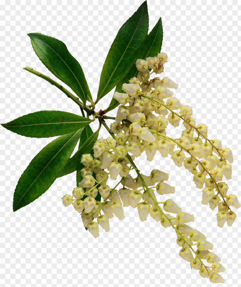 Spring Tree AROMATERAPIA: O USO TERAPEUTICO DAS ERVAS Flower Floral Design Photography PNG