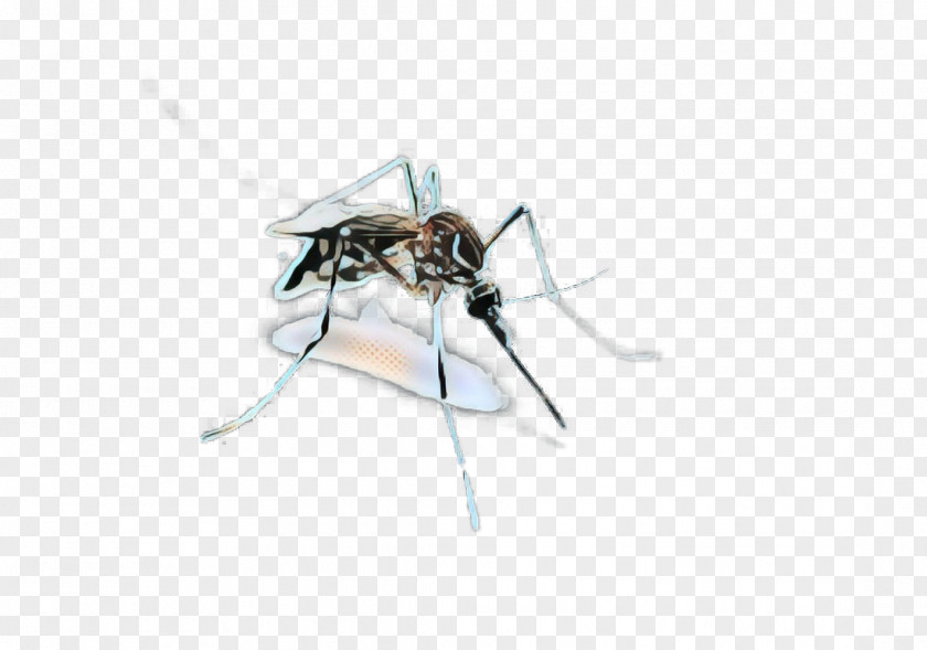 Tachinidae Ant Cartoon PNG