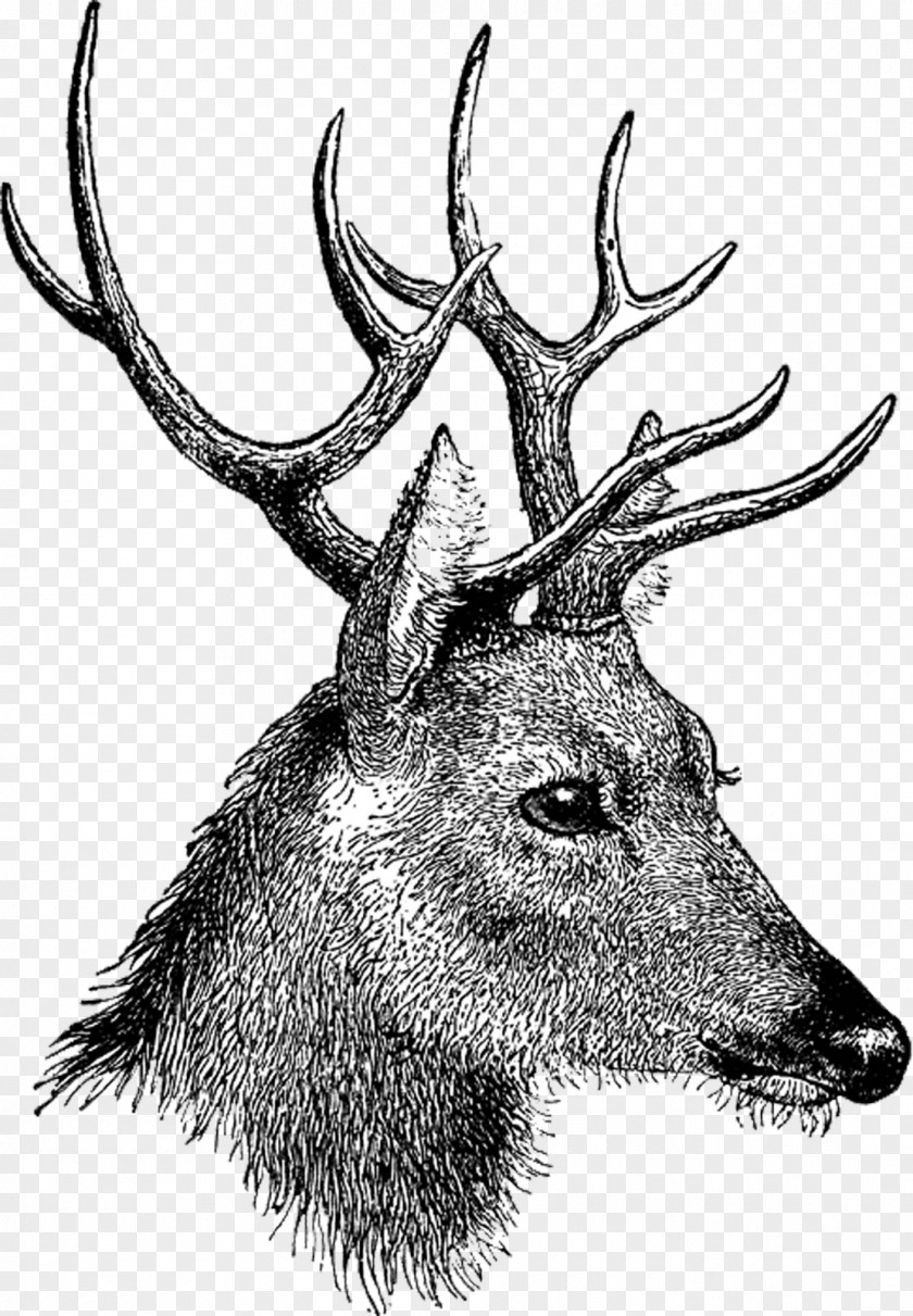 Vintage Deer Head PNG Head, black deer sketch clipart PNG