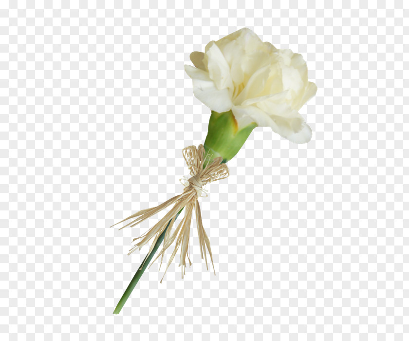 绿叶 Carnation Cut Flowers Lossless Compression PNG