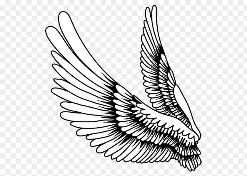 Creative Feather Wings,Cartoon Painted Wings Drawing Bird PNG
