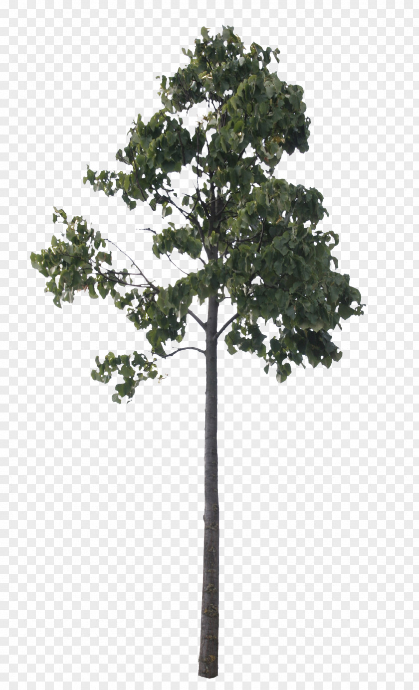 Cut Pine Tree Woody Plant Cottonwood PNG