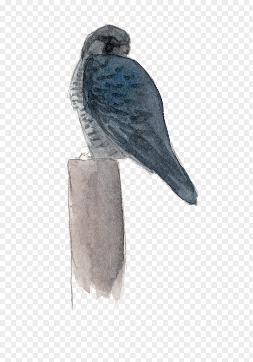 Feather Hawk Parakeet Falcon Beak PNG