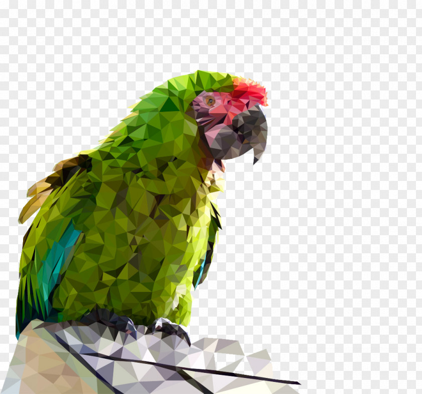 Painted Parrot Pattern Budgerigar Talking Bird PNG