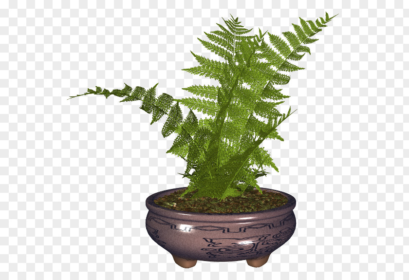 Plant Flowerpot Fern Houseplant PNG