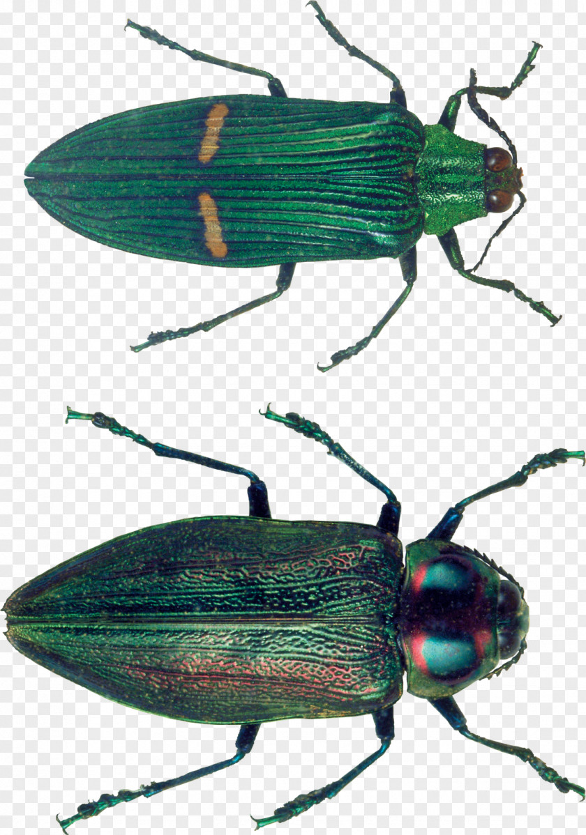 Bugs Beetle Clip Art PNG