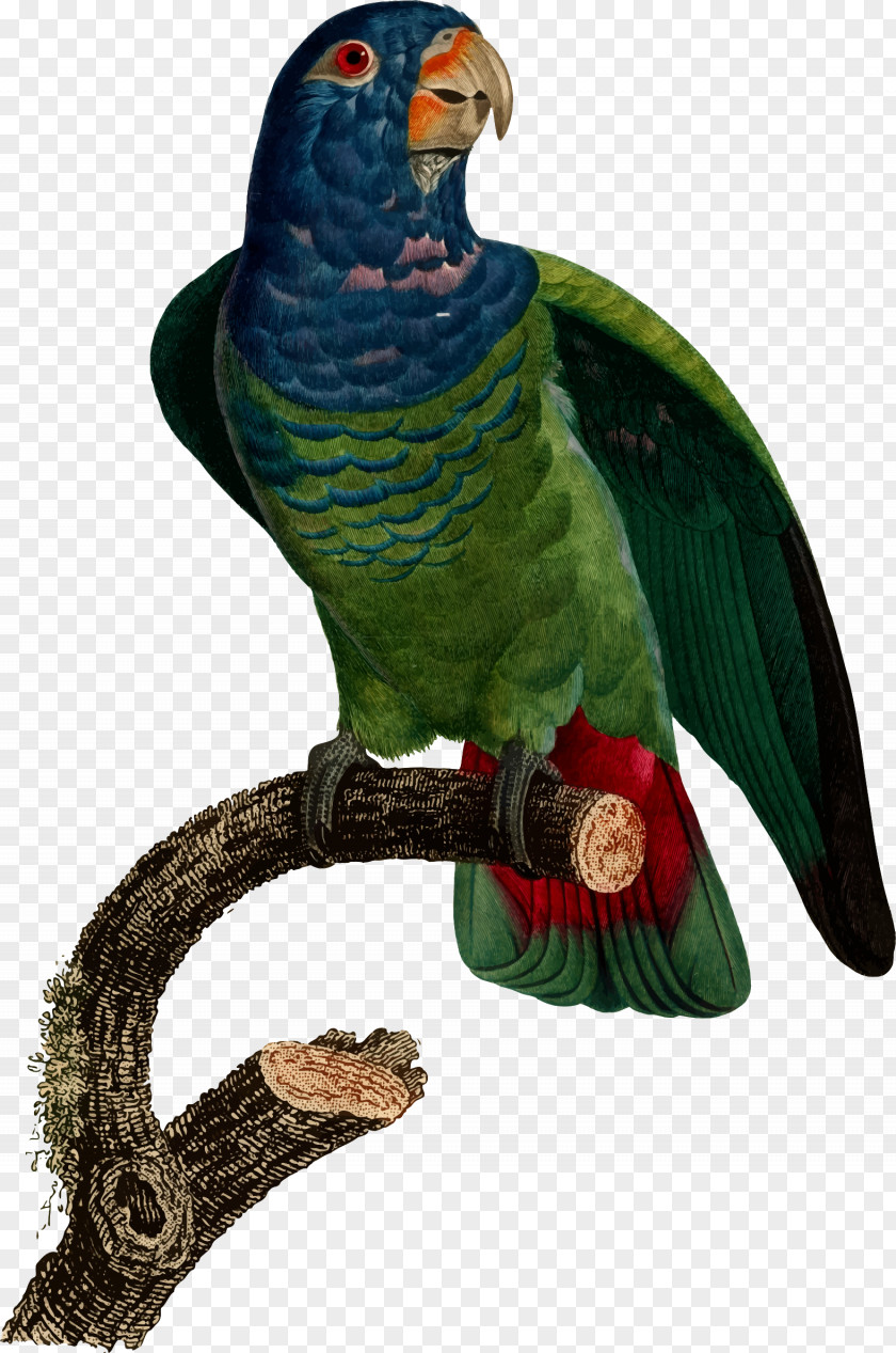 Feather Macaw Loriini Parakeet Beak PNG