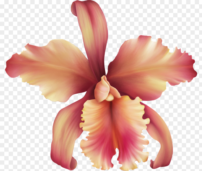 Flower Orchids Clip Art Rose Petal PNG