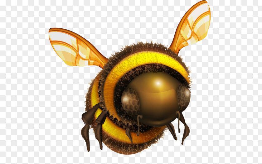 Hand-painted Bees Honey Bee Insect Clip Art PNG