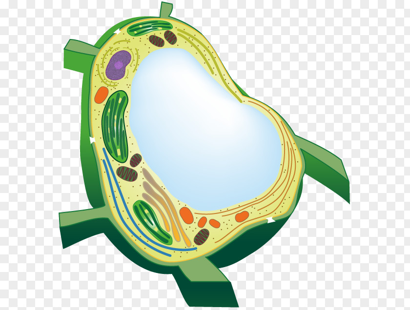 Plant Flowering Vacuole Cell Organelle PNG