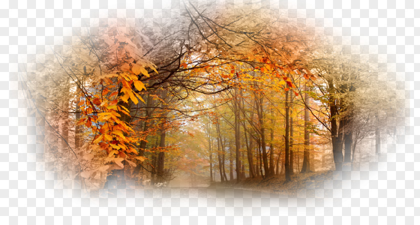 Tree Desktop Wallpaper Wood Autumn UXGA PNG
