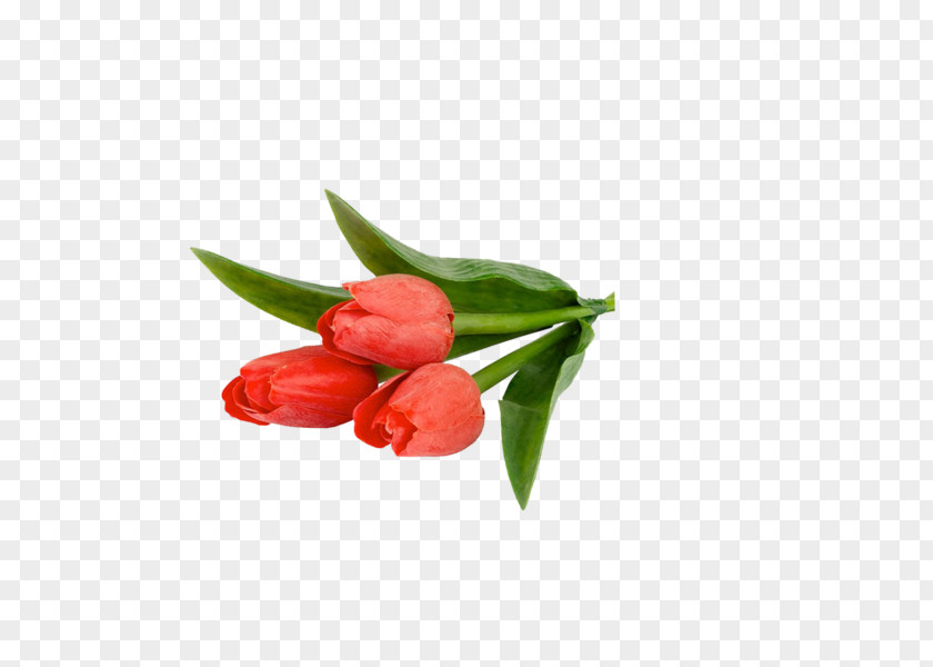 Tulip Flower Petal Clip Art PNG
